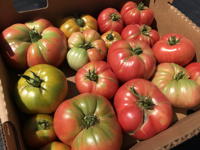 csa-heirloom-tomato-box